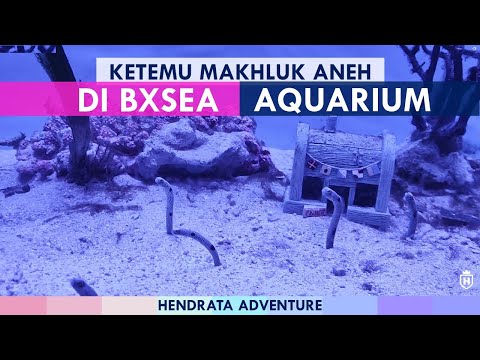 BXSEA BINTARO XCHANGE MALL – BXSEA LONG JOURNEY – Alternatif Jakarta Aquarium BXSEA Tangsel